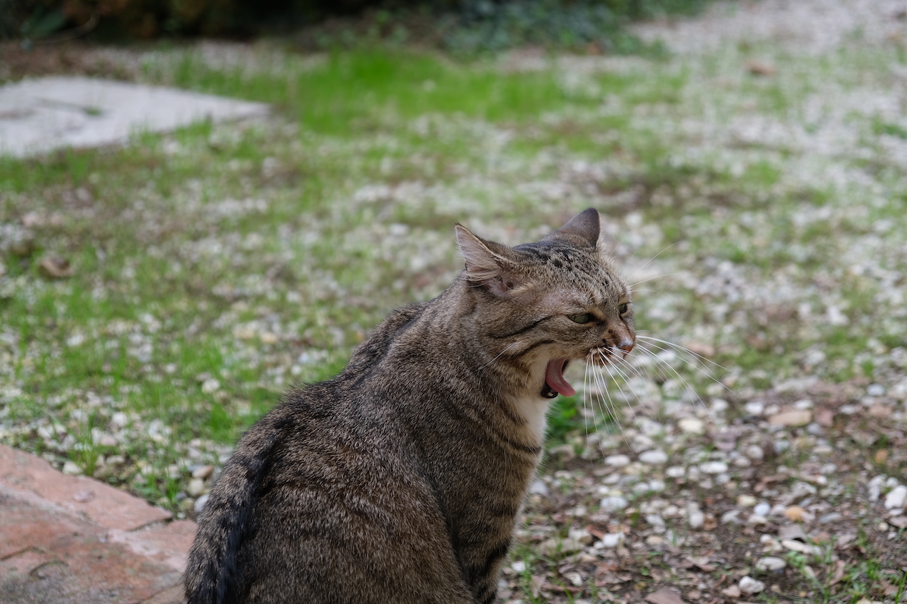 子猫